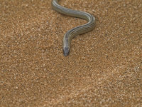 Skink [ 4 images ]